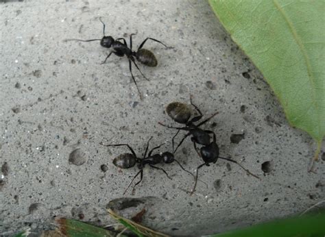 Maybe you would like to learn more about one of these? What to do about big black ants, fly tracker