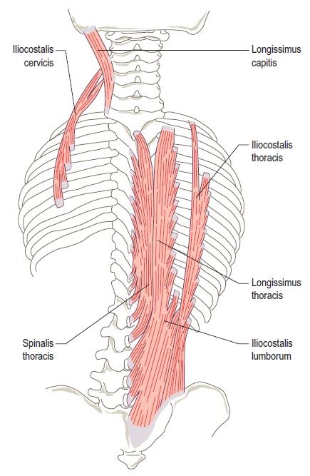 The Psoas Erector Spinae And Lower Back Pain