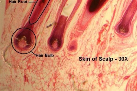 Skin Of Scalp