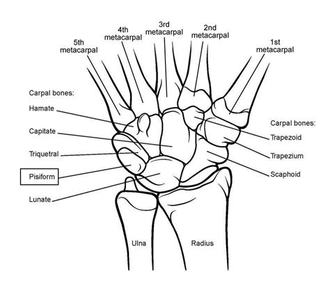 Easy To Understand Picture Of How Wrist Bones Sit Between Our Two