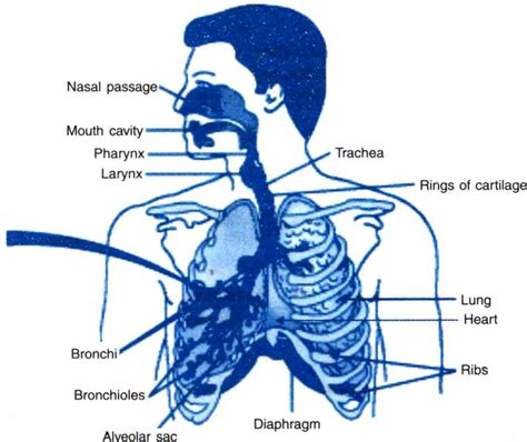 Draw A Diagram Of Respiratory System And Label The Following 1parr