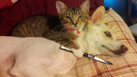 Funny Cats And Dogs Part 6 - Funny Cats vs Dogs - Funny ... Find gifs with the latest and newest hashtags!