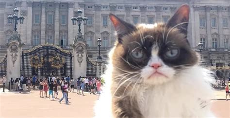 Grumpy Cats Owner Faces Income Loss Risk Without Social Media Insurance