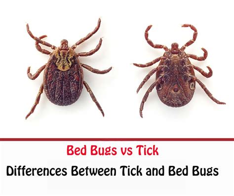 Tick Vs Bed Bug Differences And Prevention