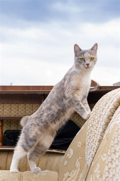 Kuril Bobtail An Aboriginal Breed Of Short Tailed Cat Native To The