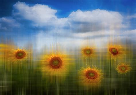 Sunflowers Dreamscape Photograph By Debra And Dave Vanderlaan Fine