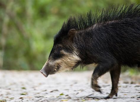White Lipped Peccary Species May Be In Steep Decline The New York Times