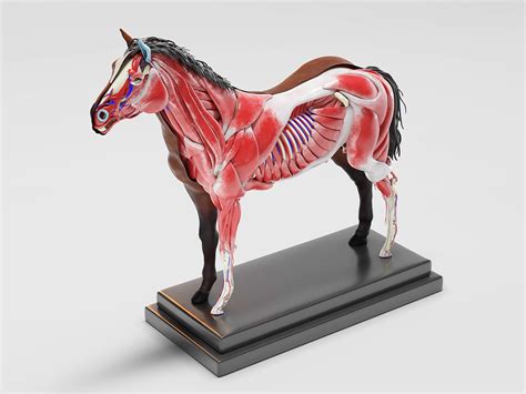 3d Stallion Anatomy 4k Internal Organs Model Turbosquid 1600240