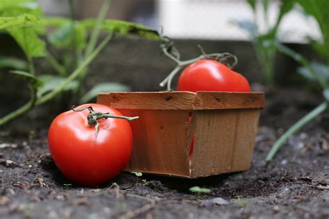 How To Prune Tomato Plants With Pictures Ehow