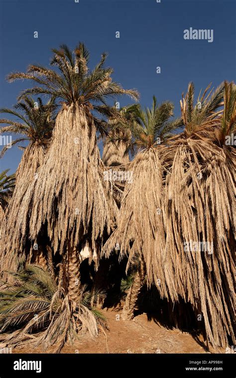 Israel The Negev Desert Date Palm Trees Phoenix Dactylifera In Wadi Zin