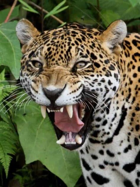 Watch A Jaguar Fight An Anaconda In Brazil A Z Animals