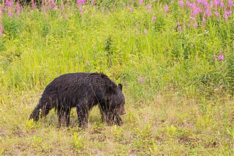 Black Bear Stock Image Image Of Wildlife Cute Mammal 162600631