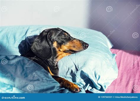 Dog Dachshund Puppy Asleep Comfortably In Bed In The Rays Of The