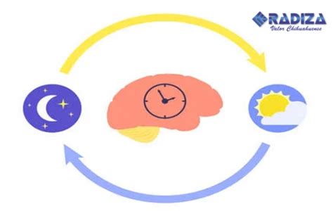 Qué es el ciclo circadiano