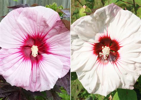 Use Hardy Hibiscus For Late Summer Blooms Mississippi