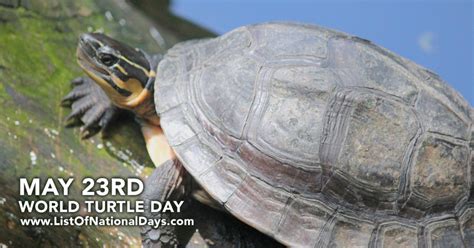 World Turtle Day List Of National Days