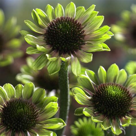 Green bay landscaping, llc was started its journey in june 2011. Echinacea Green Envy | Plants, Echinacea, Nursery ...