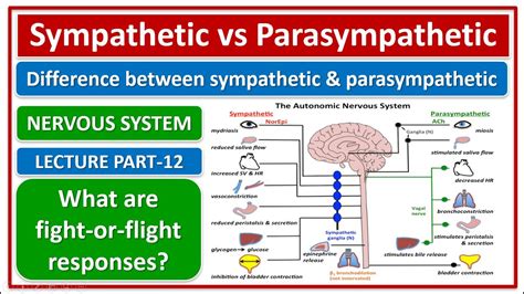 Difference Between Sympathetic And Parasympathetic Nervous System What