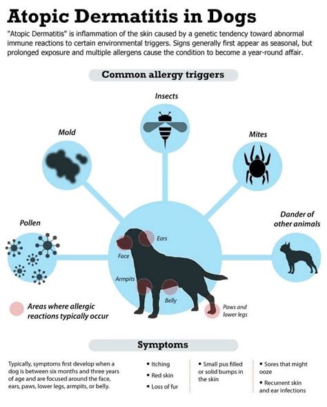 Atopic Dermatitis In Dogs Dog Grass Allergy Dog Allergies Dog Care