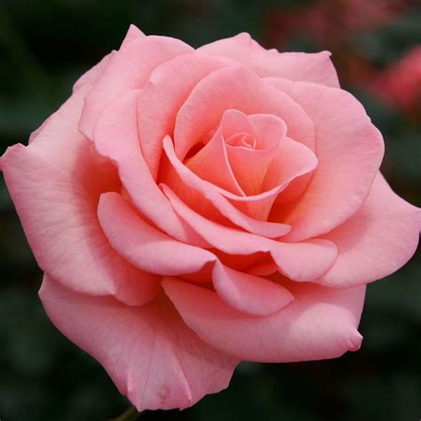 For hundreds of years the rose has been widely recognized as a symbol of love, sympathy or sorrow. The meaning and symbolism of the word - «Roses»
