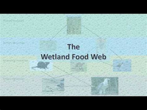 We did not find results for: Wetland food web - YouTube