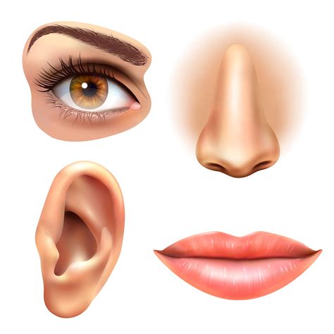 Eye Ear Lips Nose Icons Set 471170 Vector Art At Vecteezy