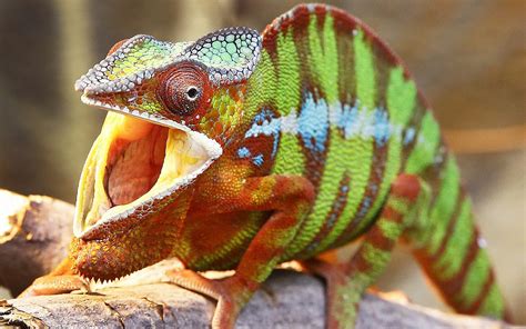 Iran Accuses West Of Using Lizards For Nuclear Spying The Times Of Israel