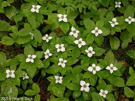 Cornus canadensis (Bunchberry): Minnesota Wildflowers