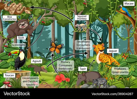 Diagram Showing Food Web In Rainforest Royalty Free Vector