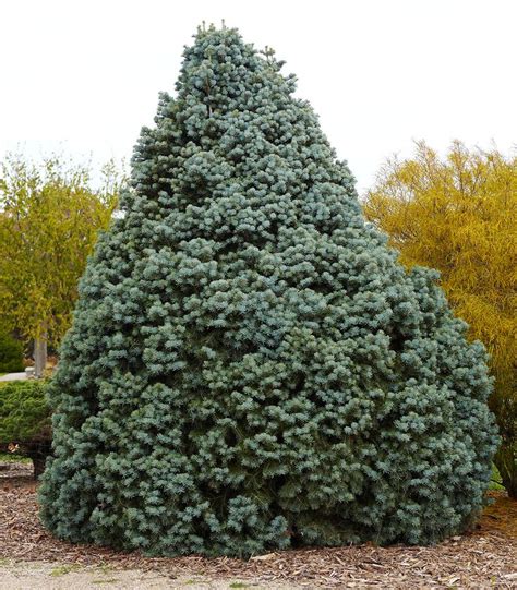 10 Outstanding Evergreen Trees For Privacy In 2020 With Images
