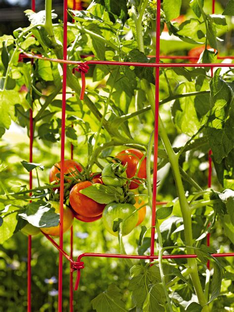 Tall Tomato Cages Tomato Tower Set Of 2