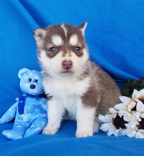 Toy poodle puppies for sale. Siberian Husky Puppies For Sale | Grabill, IN #183385