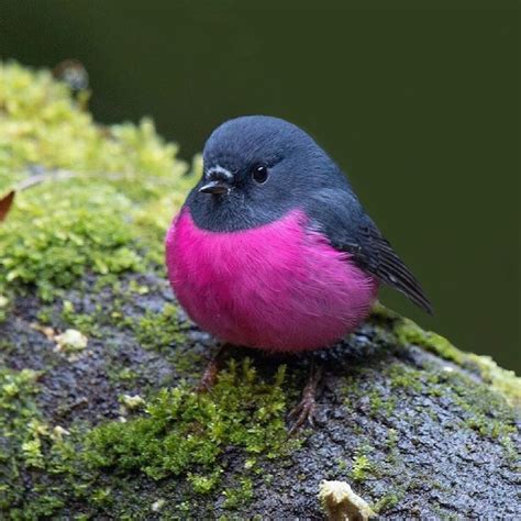 The Aussie Pink Robin Is One Vibrant Adorable And Very Round Little