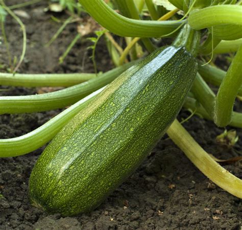 Why Do Zucchini Leaves Turn White And What To Do About It Soak And Soil