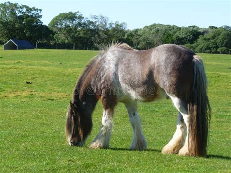 Clydesdale Horse The Horse Is Grazing With Its Head Down Stock Photo