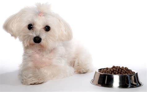 I spent lots of time in a university vet clinic a few years back, and yorkies with liver shunts were so common. Best Dog Food for Maltese Dogs: 5 Awesome Choices for ...
