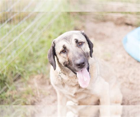 High to low nearest first. View Ad: Kangal Dog Litter of Puppies for Sale near North ...