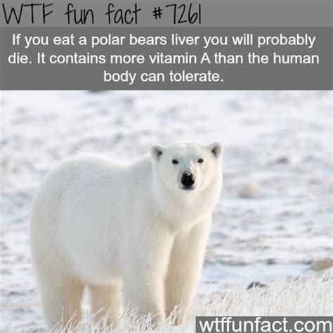 Did You Know Facts About Polar Bears