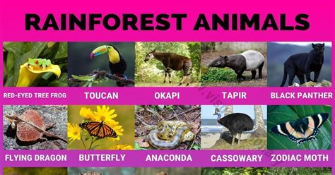 Rainforest Animals 40 Amazing Animals Found In The Rainforest Visual