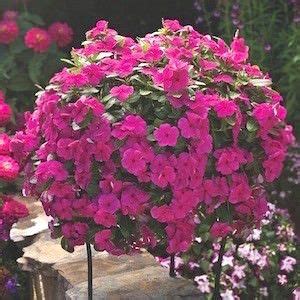 Are you looking for a plant that will add some new color to your garden? Cora Cascade Magenta Vinca | annual | Vinca, Flower seeds ...