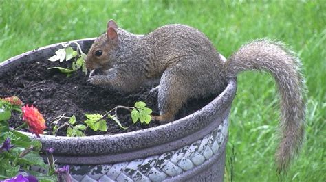 Another natural repellent method that's effective against squirrels is red pepper flakes—a liberal sprinkle over planted bulbs can do an excellent job of discouraging hungry squirrels from digging. Squirrel Digging, Eating and Stashing Peanuts. "松鼠挖、吃 ...