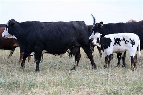 Breeding Program Breeding Cows • Outlaw Buckers Rodeo Corp
