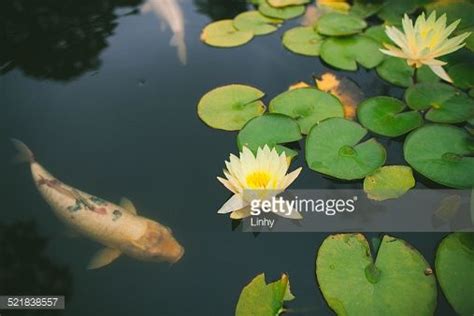 Large Koi Fish Swimming Under Lily Pads With Flowers In Lake Fish