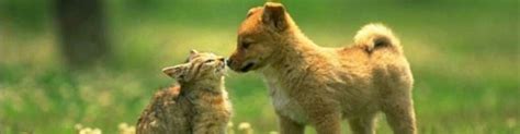 Welcome to holistic pet care. Pathways Holistic Petcare Centre