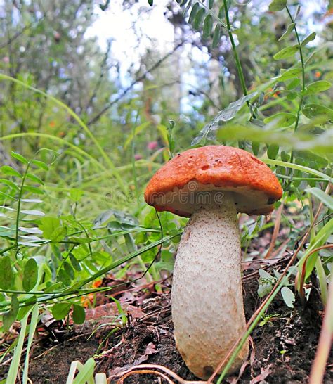 Large Edible Mushroom Grows In The Woods In The Grass Stock Photo