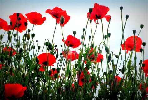 Hd Wallpaper Sky Clouds Flower Fields Meadow Red Poppies