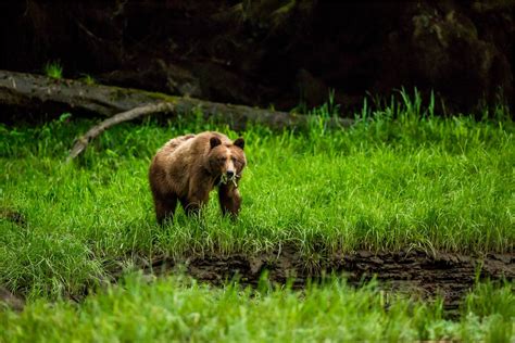 An Ill Tempered Grizzly Bear Christopher Martin Photography