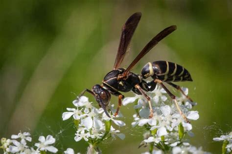 Wasps Can Grasp Abstract Concepts Such As Same And Different New