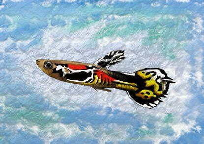 They are prolific breeders and often hybridize with guppies. my endler guppy mix by Gingerdragon on DeviantArt