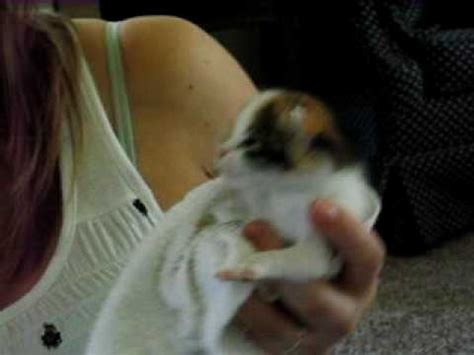 Kittens from six to 12 weeks old should be fed four times a day as you gradually decrease their access to milk replacer. 3 Week Old Kitten Feeding Time - YouTube